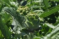 Artichoke Fields