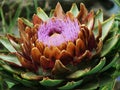 Artichoke flower