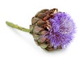 Artichoke flower Royalty Free Stock Photo