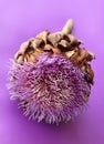 Artichoke flower Royalty Free Stock Photo