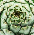 Artichoke flower edible bud close up. Organic background Royalty Free Stock Photo