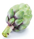 Artichoke flower edible bud isolated on white background Royalty Free Stock Photo