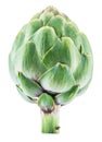 Artichoke flower edible bud isolated on white background Royalty Free Stock Photo