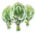 Artichoke flower edible buds isolated on white background Royalty Free Stock Photo