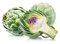 Artichoke flower edible buds isolated on white background Royalty Free Stock Photo