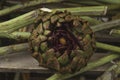 Artichoke flower-head