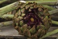 Artichoke flower-head