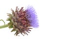 Artichoke flower