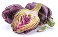 Artichoke flower, purple edible bud isolated on white background Royalty Free Stock Photo