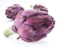 Artichoke flower, purple edible bud isolated on white background Royalty Free Stock Photo