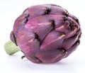 Artichoke flower, purple edible bud isolated on white background Royalty Free Stock Photo