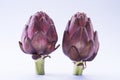 Artichoke flower, purple edible bud isolated on white background Royalty Free Stock Photo