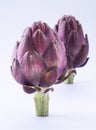 Artichoke flower, purple edible bud isolated on white background Royalty Free Stock Photo