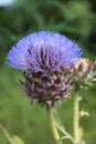 Artichoke flower in summer garden Royalty Free Stock Photo