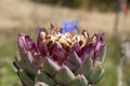 Artichoke flowering closeup, in purple beautiful color