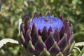 Artichoke flowering closeup, in purple beautiful color