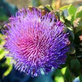 Artichoke, The flowers develop in a large head from an edible bud Royalty Free Stock Photo