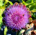 Artichoke, The flowers develop in a large head from an edible bud Royalty Free Stock Photo