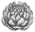 Artichoke Food Vegetable Vintage Engraved Woodcut