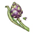 Artichoke fresh vegetable pimpled cone, natural healthy food. Watercolor hand drawing, organic vegetables, ripe plants
