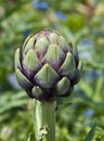 Artichoke in the garden Royalty Free Stock Photo