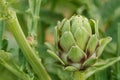 Artichoke in a garden Royalty Free Stock Photo