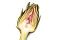 Artichoke - Green Artichoke `Carciofo` Cut Open On White Background Royalty Free Stock Photo