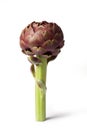 Artichoke - Green Artichoke `Carciofo` On White Background Royalty Free Stock Photo