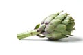 Artichoke - Green Artichoke `Carciofo` On White Background Royalty Free Stock Photo