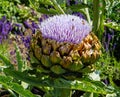 Flowers from Wanaka New Zealand; Artichoke `Green Globe` bloom.