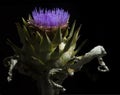 Artichoke green plant with dried lower leaves blooms in purple