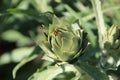 Artichoke growing in a garden in park Hitland in the Netherlands