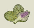 Artichoke hand drawn isolated composition with whole and cutaway plant. Colorful vector illustration. Royalty Free Stock Photo