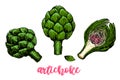 Artichoke hand drawn set. Vector illustration. Isolated Vegetable object. Detailed vegetarian food drawing. Farm market