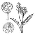 Artichoke. Hand drawn vegetables on white background. Vector sk Royalty Free Stock Photo