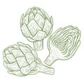 Artichoke hand engraving set Royalty Free Stock Photo