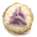 Artichoke heart Royalty Free Stock Photo