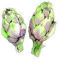 Artichoke isolated on white background Royalty Free Stock Photo