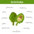 Artichoke nutrient of facts and health benefits, info graphic