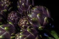 The artichoke is a plant of the Asteraceae family cultivated in Italy and other countries for food and, secondarily, medicinal Royalty Free Stock Photo