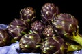 The artichoke is a plant of the Asteraceae family cultivated in Italy and other countries for food and, secondarily, medicinal Royalty Free Stock Photo