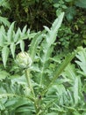 Artichoke plant in the garden Royalty Free Stock Photo