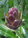 Artichoke plant in a vegetable garden