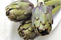 Artichoke plants in natural light