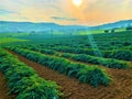 Artichoke plants, nature, ray of sun and magic landscape in Marche region, Italy.