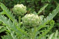 Artichoke plants, with ones that are ready to pick
