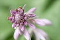 Artichoke in the process of growing close-up on