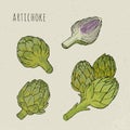 Artichoke set hand drawn botanical isolated and cutaway plant colorful. Sketch vector illustration Royalty Free Stock Photo