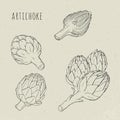 Artichoke set hand drawn botanical isolated and cutaway plant. Sketch vector illustration Royalty Free Stock Photo