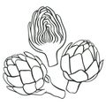 Artichoke several fruits sketch vector illustration Royalty Free Stock Photo